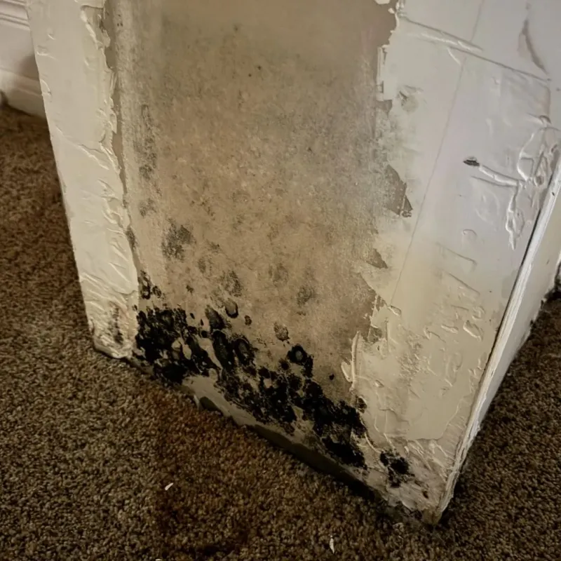 Professional Mold Removal in Bexar County, TX